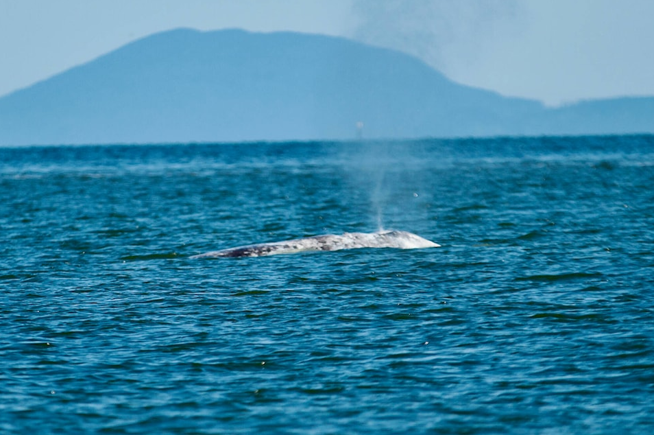 Grey Whales and Orcas Spotted near South Surrey Beach